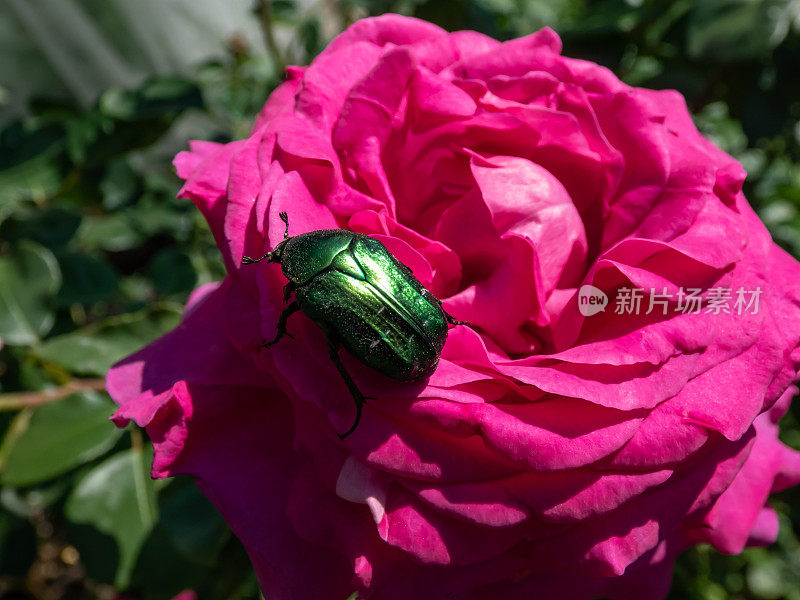 在阳光下的花园中，金属色的玫瑰花絮或绿色的玫瑰花絮(Cetonia aurata)爬在明亮的粉红色玫瑰花上
